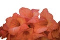 Closeup Of A Bouquet Of Peach Gladiolus