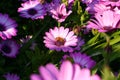 Closeup on bouquet of pink daisy flower Royalty Free Stock Photo