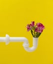 Closeup of a bouquet of pink flowers in a white pipeline against a vibrant yellow background