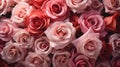 Closeup a bouquet of pink roses flower texture background for a Valentine\'s Day celebration or a summer wedding Royalty Free Stock Photo