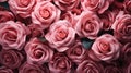 Closeup a bouquet of pink roses flower texture background for a Valentine\'s Day celebration or a summer wedding. Royalty Free Stock Photo