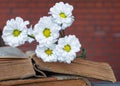 Bouquet of white flowers lying on two ancient books with blurred Royalty Free Stock Photo