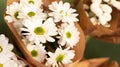 closeup of bouquets of white daisies