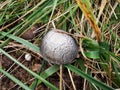 Closeup of Bovista plumbea mushroom in the grass Royalty Free Stock Photo
