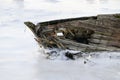 Closeup of bow of old wooden boat broken and surrounded by ice Royalty Free Stock Photo