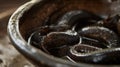 A closeup of a bowl filled with leeches used in traditional leech therapy for improving flow Royalty Free Stock Photo