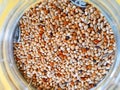 Closeup of a bowl of parrot food with various seeds Royalty Free Stock Photo