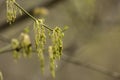 Closeup Of A Boxelder Maple Deciduous Tree Male Flower Cluster in the Springtime