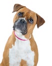 Boxer Dog Listening Tilting Head