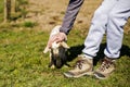 Closeup of boy caressing a cute baby goat Royalty Free Stock Photo