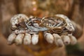 Closeup of bracelets and coins in the hands of the Buddhist guardian statue in Pha Lat Temple