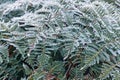 Bracken leaves covered in hoar frost ice crystals Royalty Free Stock Photo