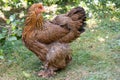 Closeup of a Brahma chicken captured walking in a garden