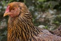 Closeup of a Brahma chicken side profile captured in a garden