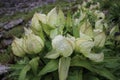 Closeup of brahma kamal / Saussurea obvallata plant in himalaya.