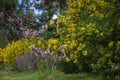 Closeup of branch of almond tree in bloom with blurred background of acacia mimosa Royalty Free Stock Photo