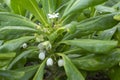 Closeup branch of beach cabbage