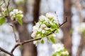 Closeup branch with beautiful blooming pear tree flowers in garden Royalty Free Stock Photo