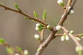 Closeup branch with beautiful blooming pear tree flowers in garden Royalty Free Stock Photo