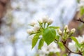 Closeup branch with beautiful blooming pear tree flowers in garden Royalty Free Stock Photo