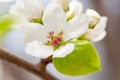 Closeup branch with beautiful blooming pear tree flowers in garden Royalty Free Stock Photo