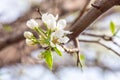 Closeup branch with beautiful blooming pear tree flowers in garden Royalty Free Stock Photo