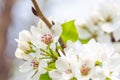 Closeup branch with beautiful blooming pear tree flowers in garden Royalty Free Stock Photo