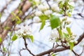 Closeup branch with beautiful blooming pear tree flowers in garden Royalty Free Stock Photo