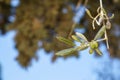 Closeup branch of beautiful olive tree showing fruits and leaves with green tree bokeh and blue sky background on sunshine day Royalty Free Stock Photo