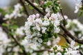 Closeup of a branch of a blossoming apple tree with white flowers Royalty Free Stock Photo