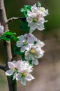 Closeup of a branch of a blossoming apple tree with white flowers Royalty Free Stock Photo