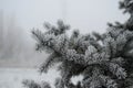 Closeup of a a branch of blue spruce covered with hoarfrost. Royalty Free Stock Photo
