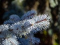Closeup of a branch of blue spruce, Picea pungens. Royalty Free Stock Photo