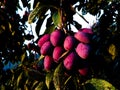 Closeup of the branch with bunch ripe plums in the garden Royalty Free Stock Photo