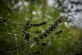 Vitex agnus-castus