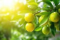 Closeup of a branch of citrus tree with green leaves and lemons growing on branch. Royalty Free Stock Photo