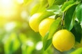 Closeup of a branch of citrus tree with green leaves and lemons growing on branch. Royalty Free Stock Photo