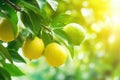 Closeup of a branch of citrus tree with green leaves and lemons growing on branch. Royalty Free Stock Photo