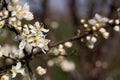 Closeup of a branch with a cluster of white flowers.