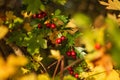 Closeup of a branch of Crataegus laevigata, known as the midland hawthorn.