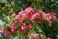 Closeup of a branch of a flowering red Terry hawthorn