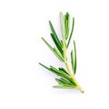 Closeup branch of fresh rosemary isolated on white .