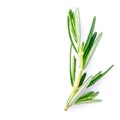 Closeup branch of fresh rosemary isolated on white .