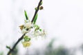 Closeup of a branch full of little white blossoms. Spring. Pastel toning.