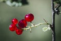 Closeup of a branch of gooseberry with ripe currants