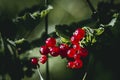 Closeup of a branch of gooseberry with ripe currants