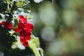 Closeup of a branch of gooseberry with ripe currants