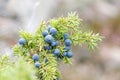 Closeup of a branch of juniper berriy Royalty Free Stock Photo