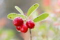 Closeup of a branch of lingon berriy