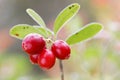 Closeup of a branch of lingon berry Royalty Free Stock Photo